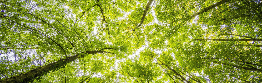 Como as embalagens impactam o meio ambiente e o que fazer